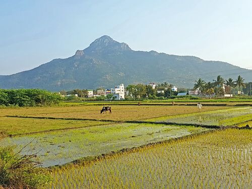 De heilige berg Arunachala in Tamil Nadu in India