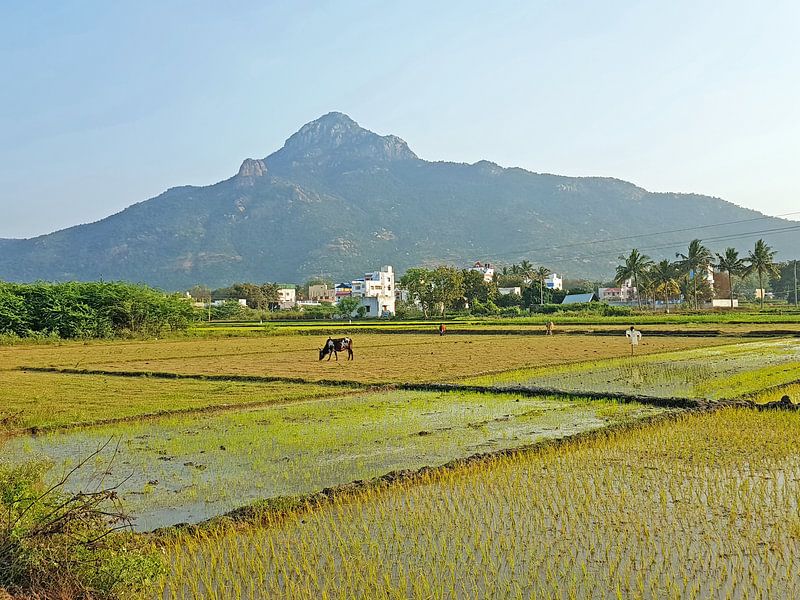The holy mountain Arunachala in Tamil Nadu in India by Eye on You