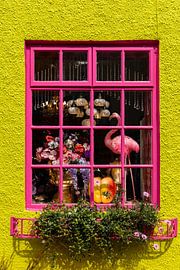 Das rosa Schaufenster von Licht! Fotografie