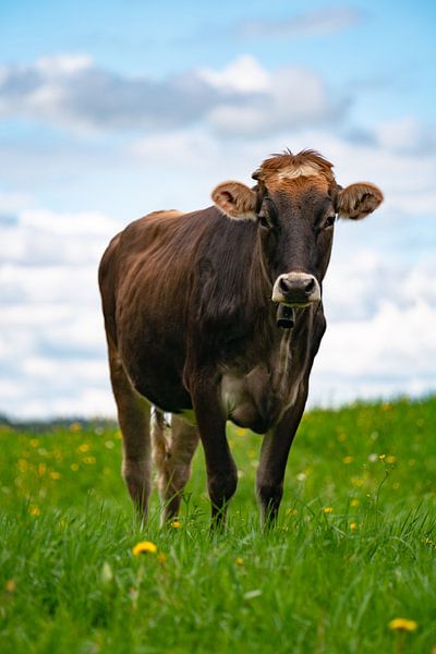 Vache de l'Allgäu dans un pré fleuri par Leo Schindzielorz