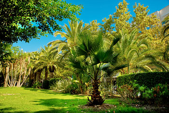A park with palms and a blue sky in Spain.