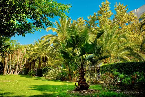 A park with palms and a blue sky in Spain.
