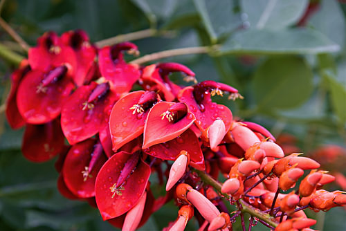 Leuchtend rote Blüten des Hahnenkamm-Korallenbaums mit Wassertropfen