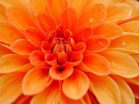 Blühende Orange