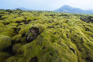 Moss landscape Iceland
