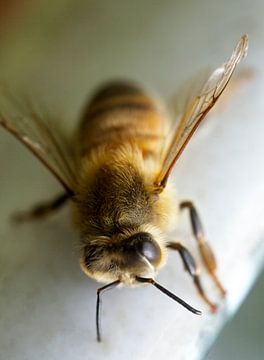 Honingbij bovenop witte bijenkorf van Iris Holzer Richardson