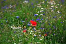 Sommer von Thomas Jäger