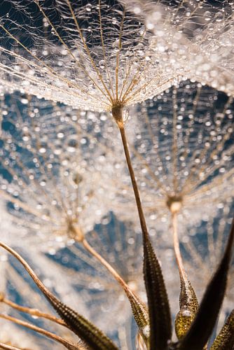 Door de pluizenbol heen