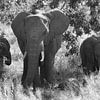 Elefantfamilie in Schwarzweiss. von Marjo Snellenburg