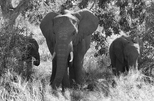 Famille d'éléphants en noir et blanc.