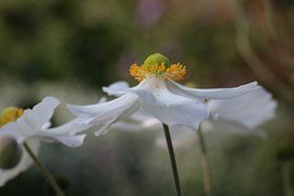 Anemone by Marian Bouthoorn