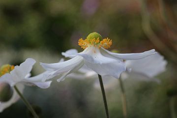 Anemone von Marian Bouthoorn