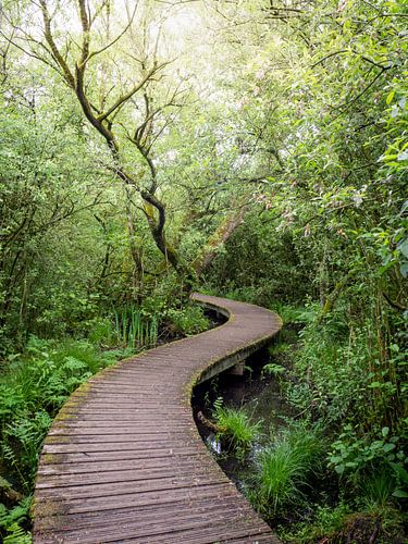 Vlonderpad bij de Moerputtenbrug in Den Bosch