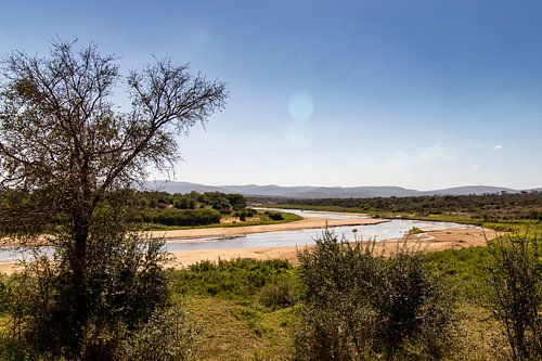 Savannah with a surprise