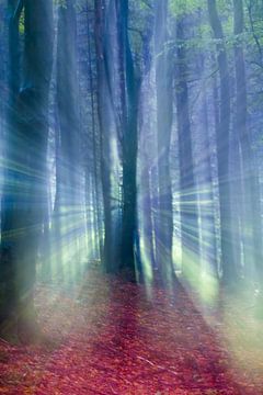 Sprookjesachtige weergave van een herfst bos in de mist. 