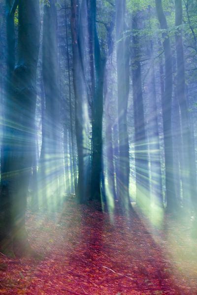 Sprookjesachtige weergave van een herfst bos in de mist.  van Mark Scheper