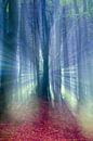 Sprookjesachtige weergave van een herfst bos in de mist.  van Mark Scheper thumbnail