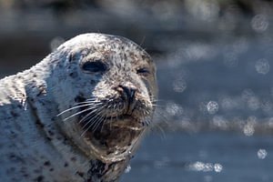 Harbor Seal Portrait with Sparkling Water Bokeh