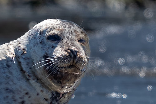 Harbor Seal Portrait with Sparkling Water Bokeh