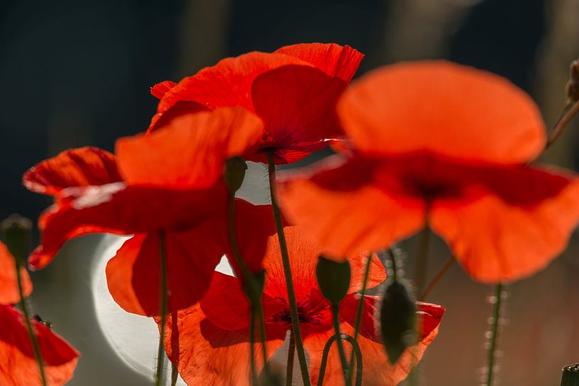 Oplichtende klaprozen van Gerry van Roosmalen