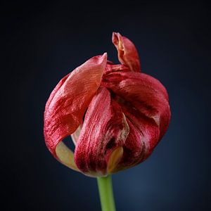 Tulipe rouge à fleurs rapprochées sur Mister Moret