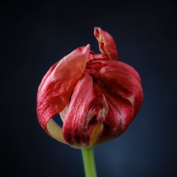 Rote fast blühende Tulpe