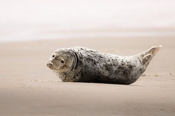 Phoque gris solitaire sur la plage sur Dennis van Hof