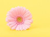 Gerbera in yellow / Pink gerber daisy in yellow by Elles Rijsdijk thumbnail