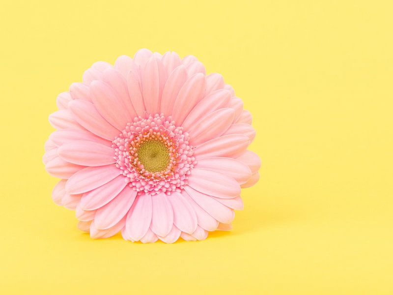 Gerbera in yellow / Pink gerber daisy in yellow by Elles Rijsdijk