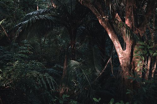 Het licht schijnt op de boom