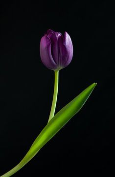 Tulpe lila von Atelier Meta Scheltes