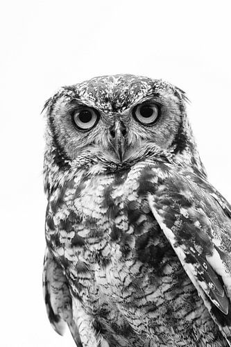 Uil in zwart wit