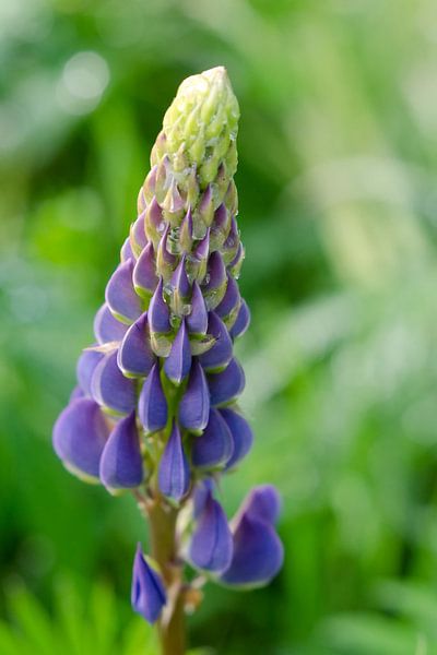 Blühende Lupine von Petra Vastenburg