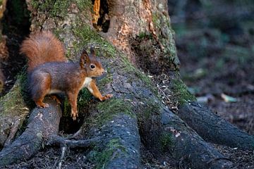 Écureuil au pied d'un arbre sur whmpictures .com