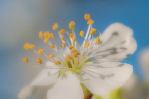 Birnenblüte von Moetwil en van Dijk - Fotografie