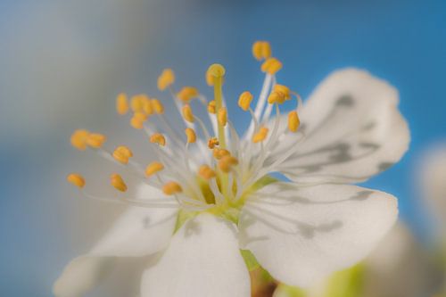 Birnenblüte