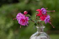 Garten fuchsienrot mit hartem rosa Herz von Gaby Hendriksz Miniaturansicht