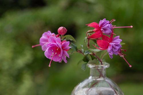 Garden fuchsia red with hard pink heart