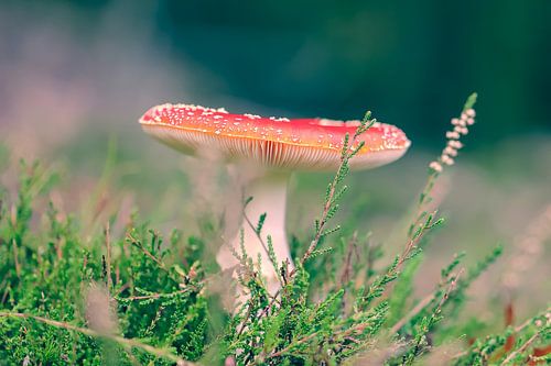 Fly agaric
