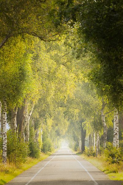 Birkenallee in Drenthe von KB Design & Photography (Karen Brouwer)