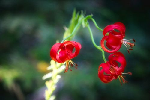Lilium chalcedonicum