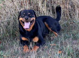 Charlie de Rottweiler II van Helmut Martin - The Art of Stone - Steinkunst & Photographie