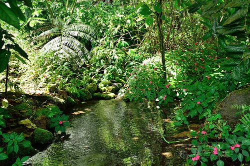 Tropical garden corner