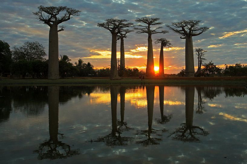 Baobab Allee bij zonsondergang van Antwan Janssen