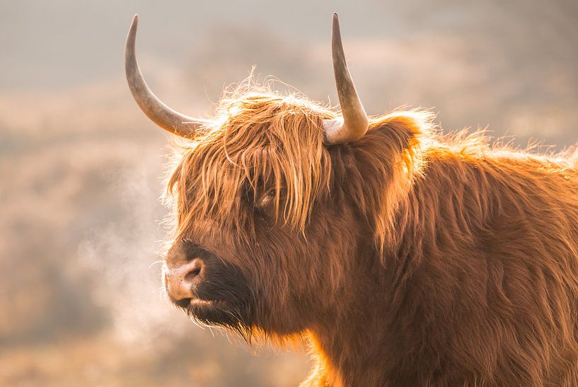 Scottish Highlander by Karel Ton