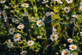 Marguerites & piquets en bois – Poésie du jardin d’été sur Studio Grille-Pain – Création Photo