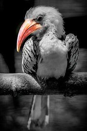 Roodsnavelneushoornvogel ( Tockus erythrorhynchus) van pixxelmixx