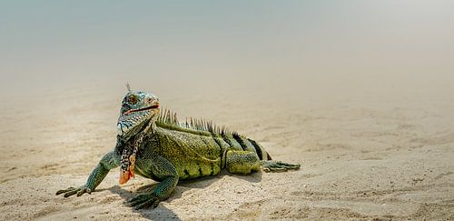 Iguanes sur la plage avec un fond flou