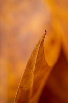 Herbstblatt (Makro) von Clicks&Captures by Tim Loos