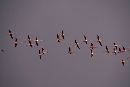 Flamingo's in flight by Willemijn Wolthaus